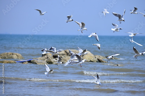 Seagulls fly in free © qiujusong