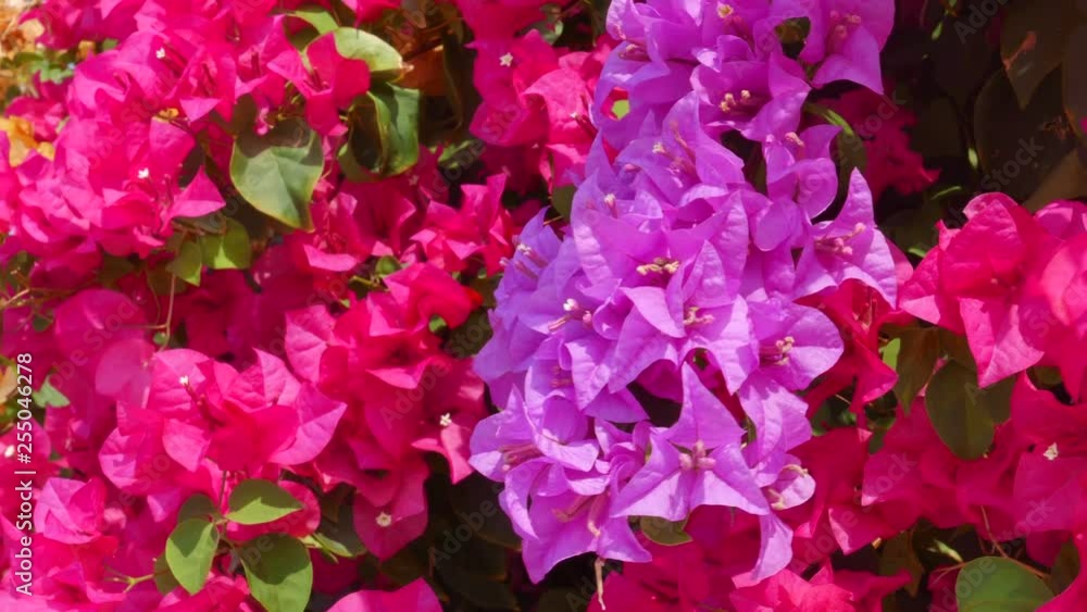 medium locked shot of pink and purple Bougainvillea blossoms in a sunny daylight situation with slight breeze medium locked shot of pink and purple Bougainvillea blossoms in a sunny daylight situation with slight breeze