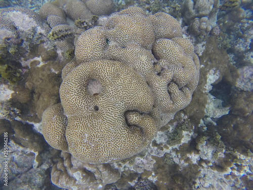 seychelles snorkeling