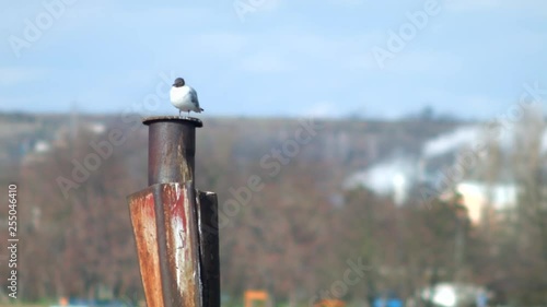 Black headed gull (Chroicocephalus ridibundus) perched on rusty steel with an industrial smoky background. photo