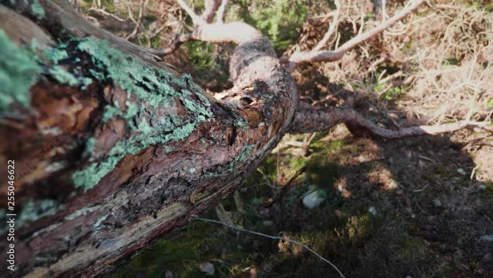 CLOSE UP DOLLY Of The Bark Of A Fallen Tree With Teal Moss On It. CLOSE UP DOLLY Of The Bark Of A Fallen Tree With Teal Moss On It.