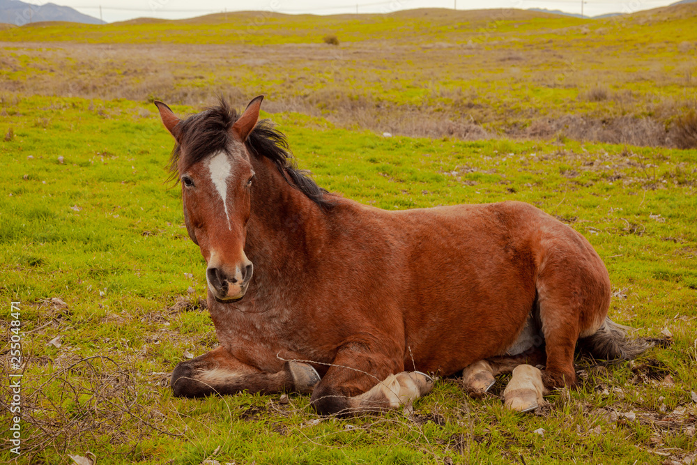 Fototapeta premium horses in a field 