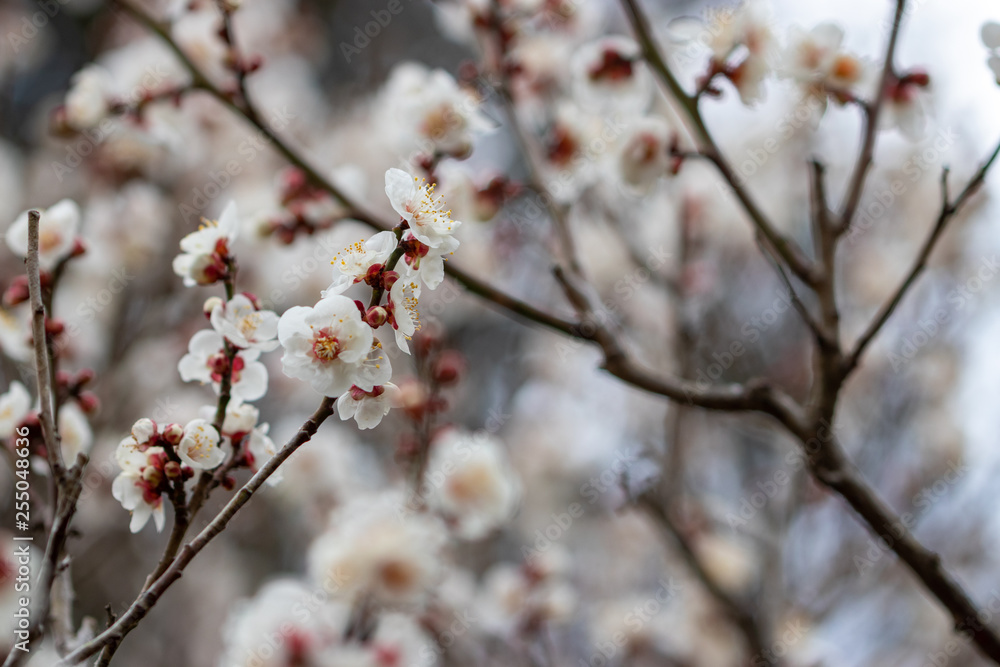 White plum blossoms, Narita city, Chiba Prefecture, Japan