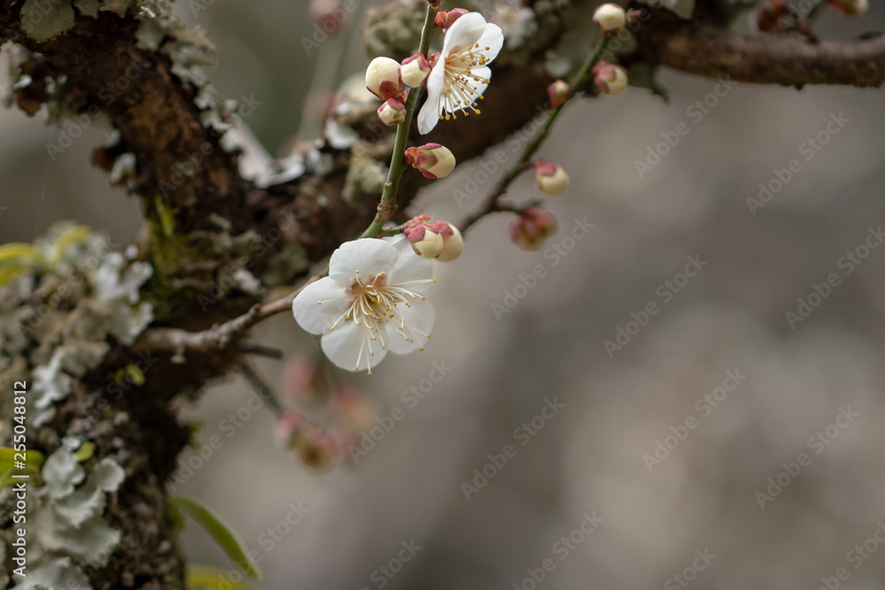 White plum blossoms, Narita city, Chiba Prefecture, Japan White plum blossoms, Narita city, Chiba Prefecture, Japan
