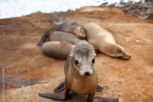 seals on the beach La Jolla California 
