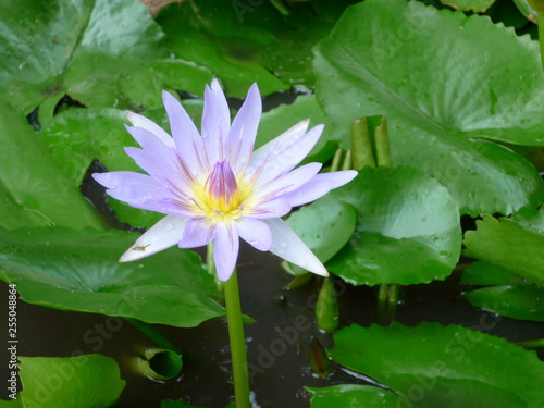 pink water lily