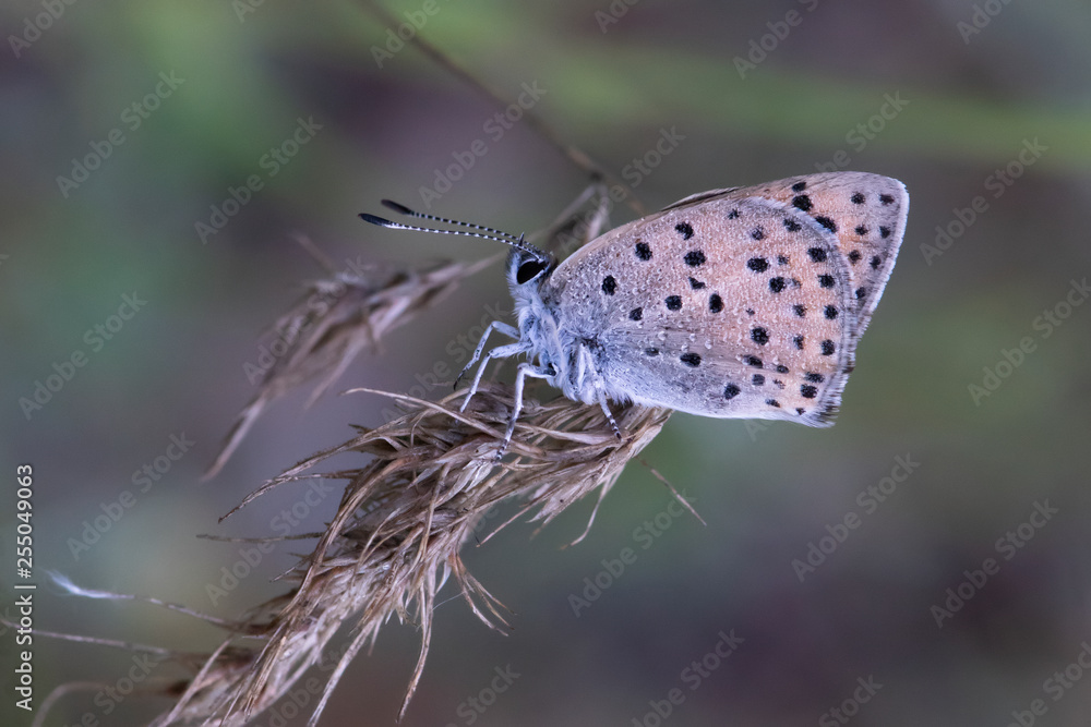 Obraz premium butterfly on leaf