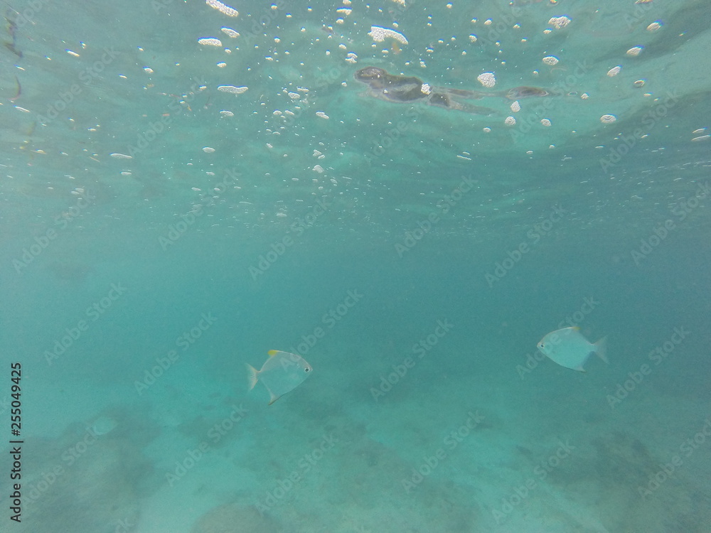 Naklejka premium snorkeling seychelles