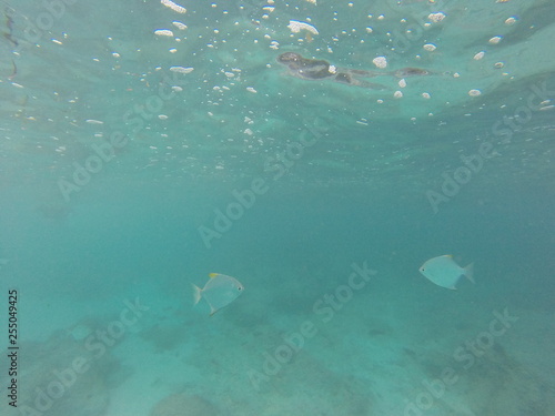 snorkeling seychelles © Thomas