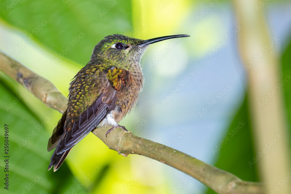 Fototapeta premium Female Booted Racket-tail Humming Bird (Ocreatus underwoodii), Tandayapa Area, Ecuador