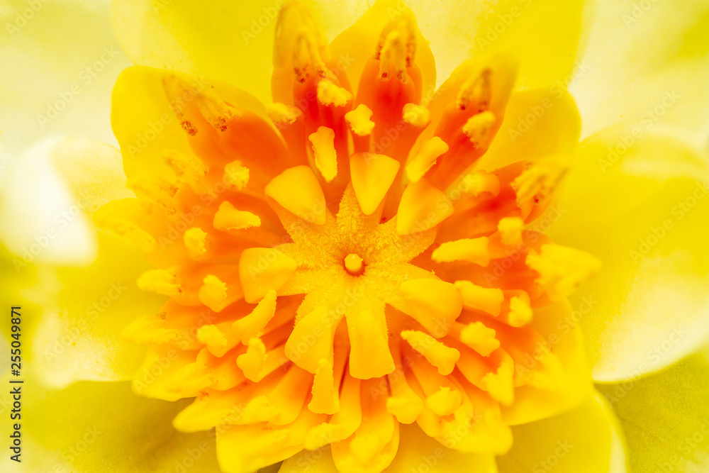 Lotus Lotus