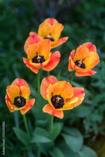 Red and orange tulips in the garden