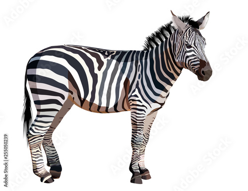 African zebra on white background vector illustration