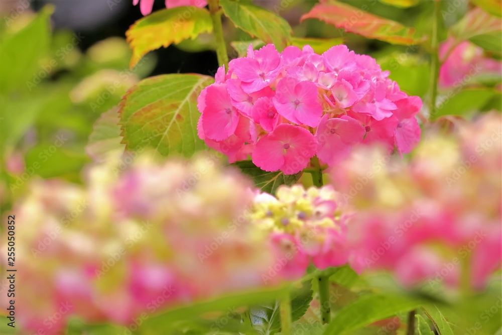 美しいピンクの紫陽花 美しいピンクの紫陽花