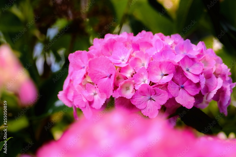 美しいピンクの紫陽花 美しいピンクの紫陽花