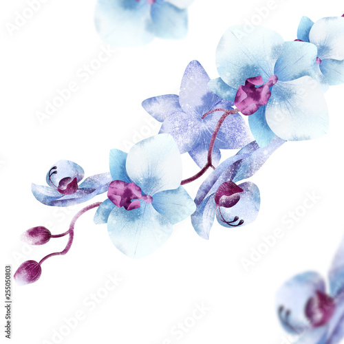 Blue Orchid