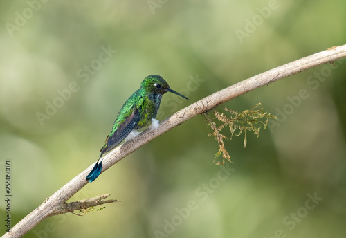 Booted Racket-tail Hummingbird (Ocreatus underwoodii), Tandayapa, Ecuador