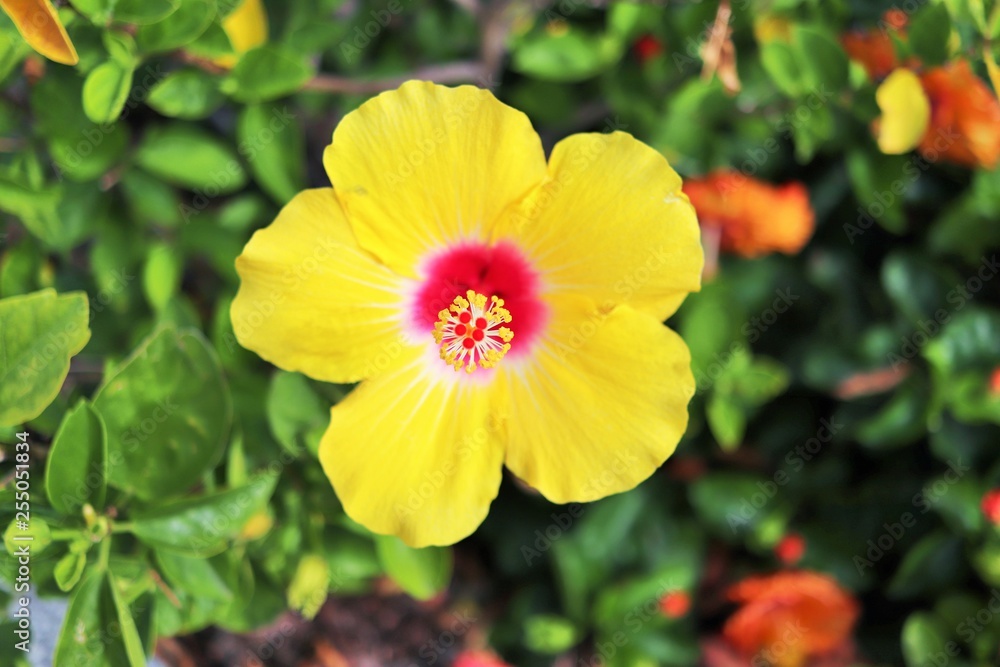 Flower Flower