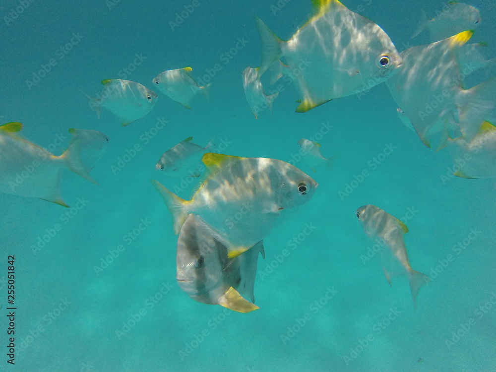 snorkeling seychelles snorkeling seychelles