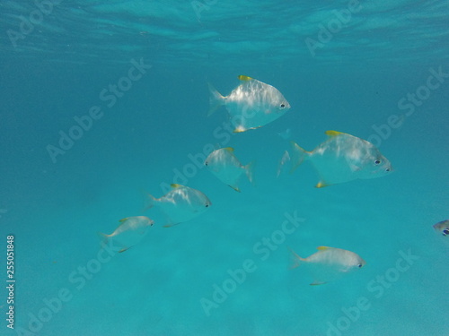 snorkeling seychelles © Thomas