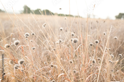 Nature Field