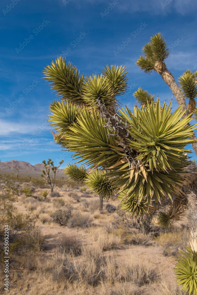 Joshua Tree