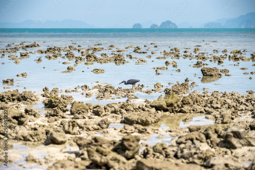 A black sea bird at rock sand beach on island at Krabi, Thailand. A black sea bird at rock sand beach on island at Krabi, Thailand.