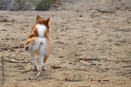 Fotografía 柴犬・屈伸
