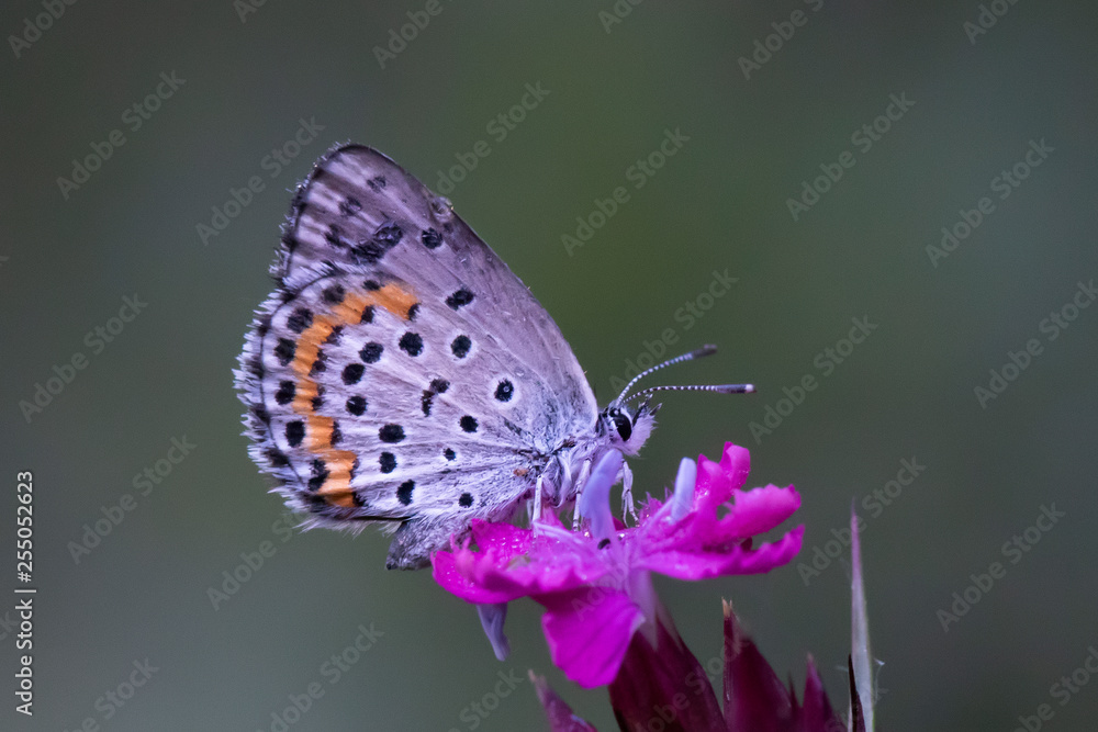 butterfly, butterfly,
