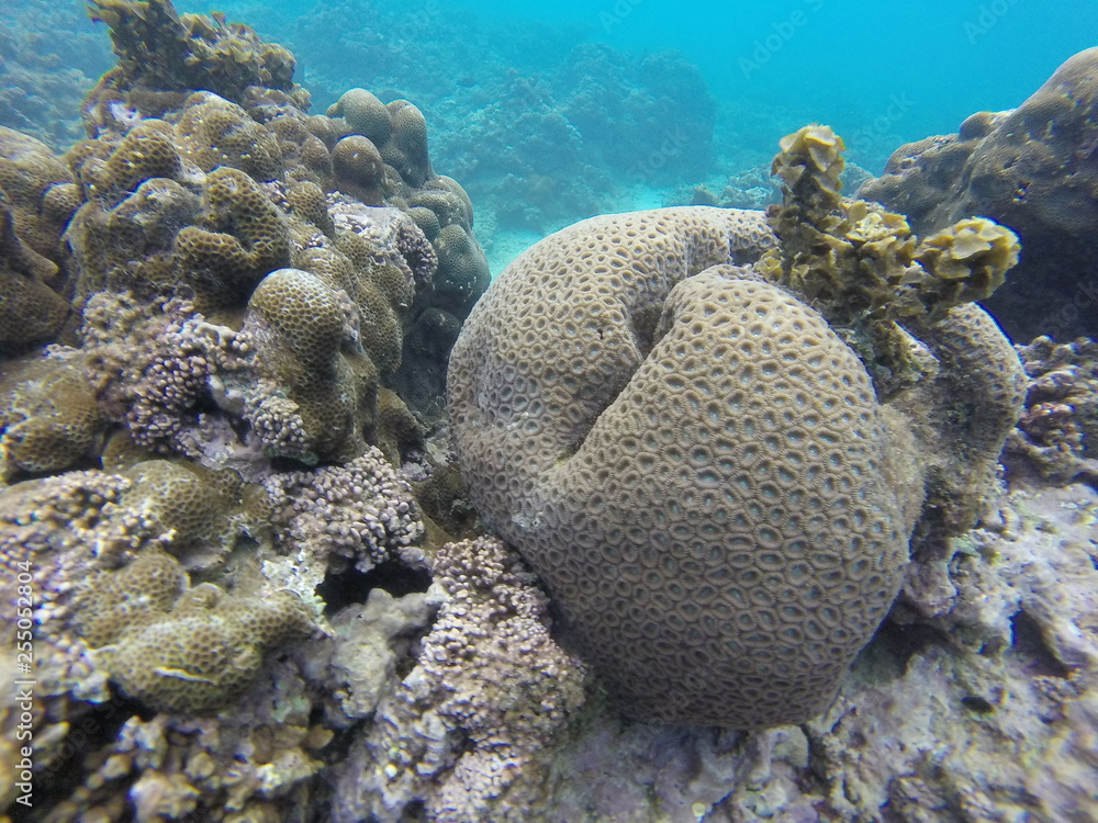 Fototapeta premium seychelles snorkeling