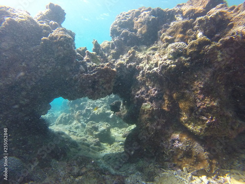 Fototapeta Naklejka Na Ścianę i Meble -  seychelles snorkeling