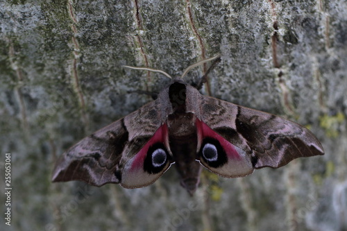 smerinthus ocellata