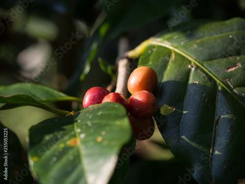 Wallpaper Mural Coffee bean and coffee tree in nature with sunlight. Torontodigital.ca