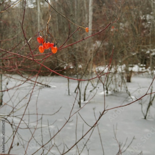 Red berries hang from a leafless bush by a frozen pond