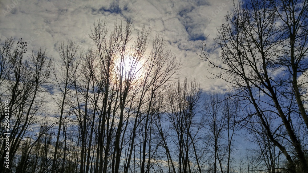 Sunny winter day, looking up through bare trees Sunny winter day, looking up through bare trees