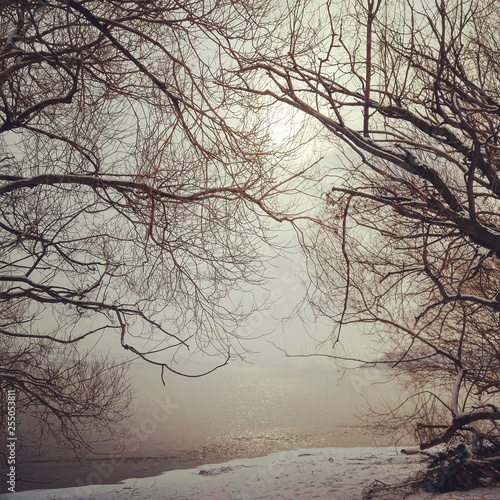 Bare trees in winter, foggy sunshine over a calm lake