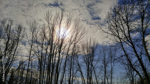 Sunny winter day  looking up through bare trees