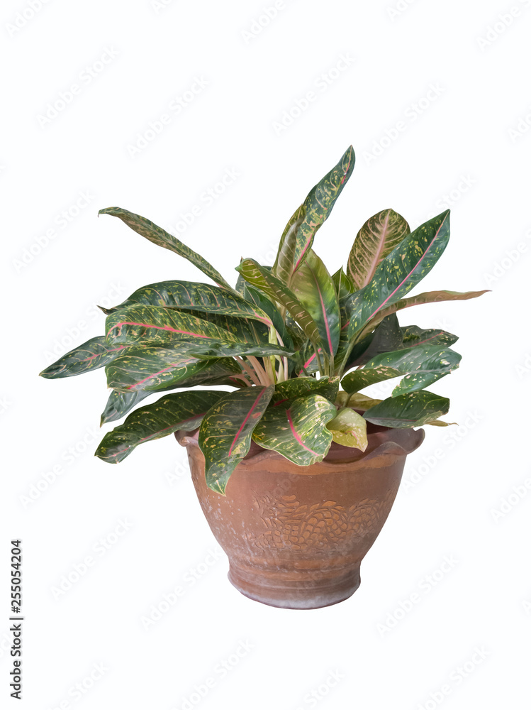 Dumb Cane plant or Dieffenbachia in brown pot isolated on white background with clipping path. Dumb Cane plant or Dieffenbachia in brown pot isolated on white background with clipping path.