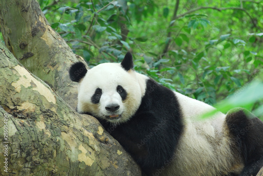 Fototapeta premium young panda climbing up and playing on the tree