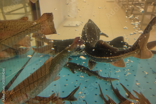 Live fish in the hypermarket aquarium