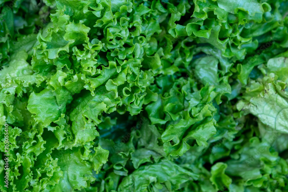 Fototapeta premium Fresh Lettuce at Vegetable Market