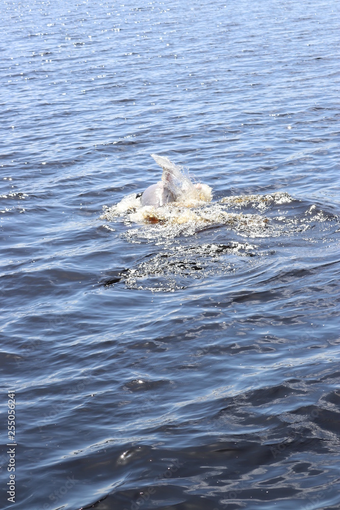 Fototapeta premium pink boto