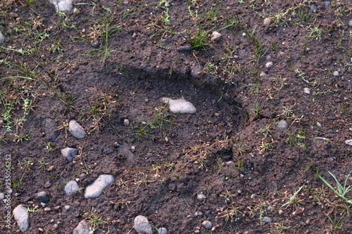 moose track