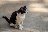 The small black and white cat is sitting on ground and looking around carefully with shade and shadow of the sun. 
