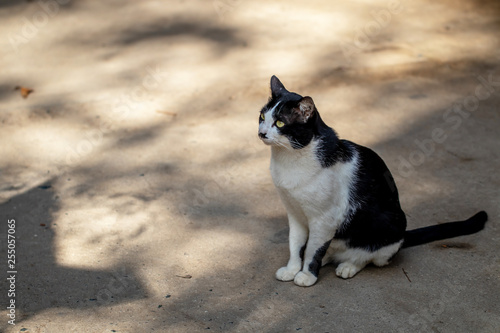 The small black and white cat is sitting on ground and looking around carefully with shade and shadow of the sun.  © guidenuk