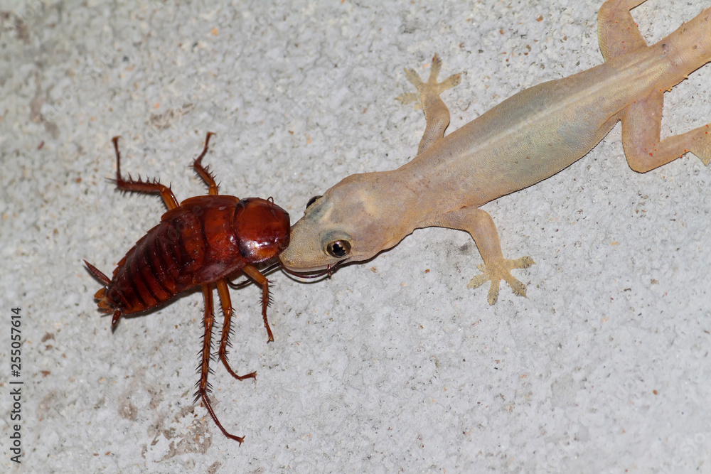 lizard eating insect