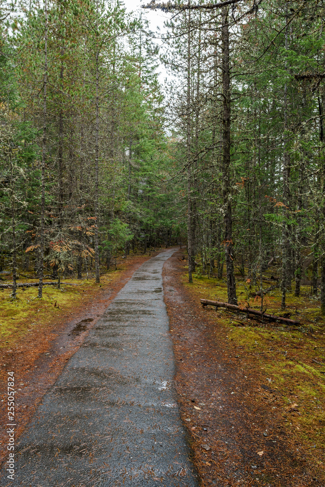 Fototapeta premium Beautiful autumn forest mountain path in autumn.