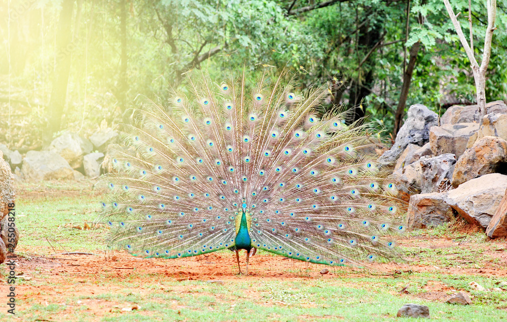 Obraz premium peacocks have beautiful tail feathers