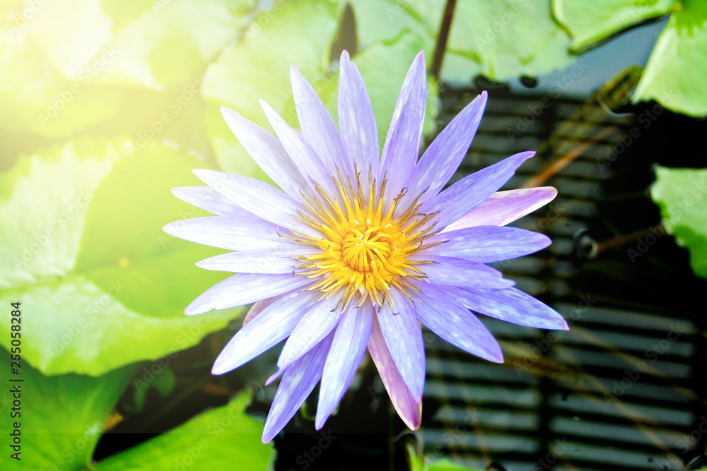 Beautiful Purple Lotus in pond Beautiful Purple Lotus in pond
