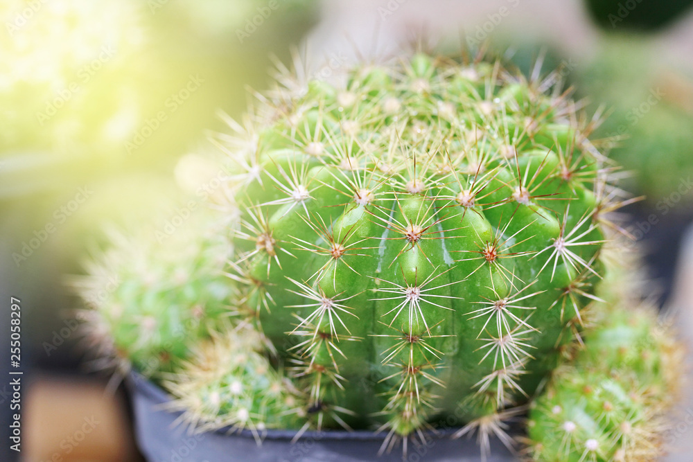 Close up of round cactus covered with sharp spines Close up of round cactus covered with sharp spines